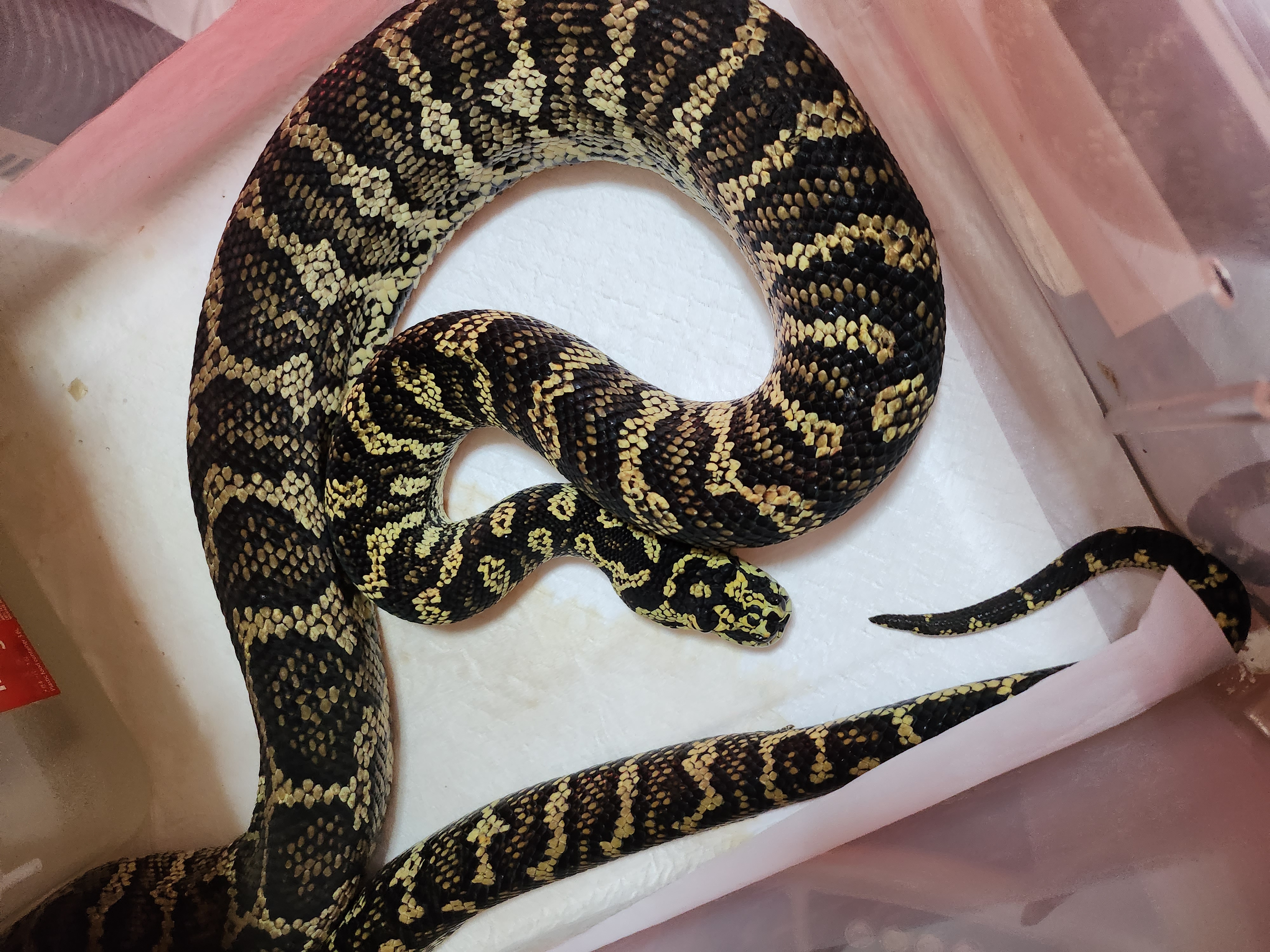 ジャングルカーペットパイソンの画像