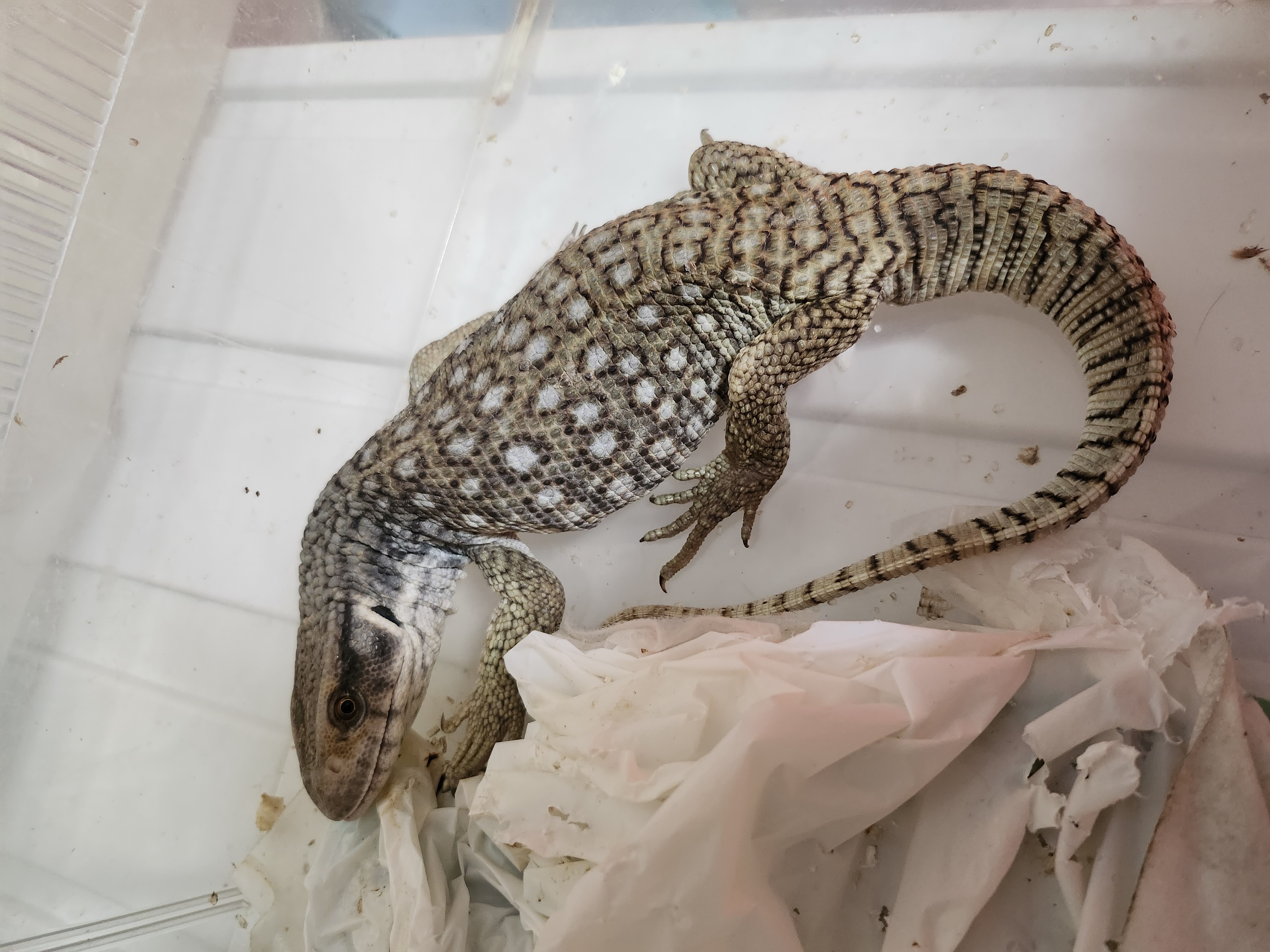 サバンナモニターの画像